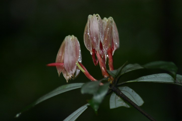 Great bud detail