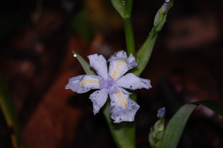 Iris in Zhangjiajie