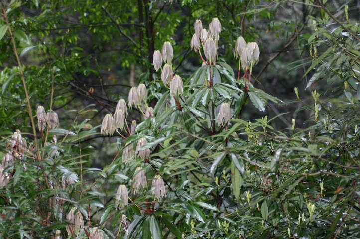 Lovely shrub in snake walk