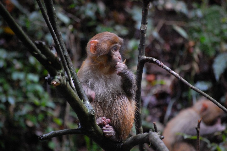 Many monkeys around