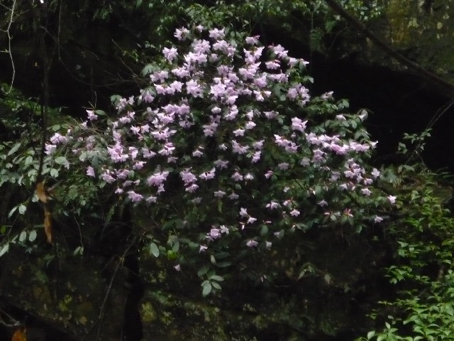 Mauve flower