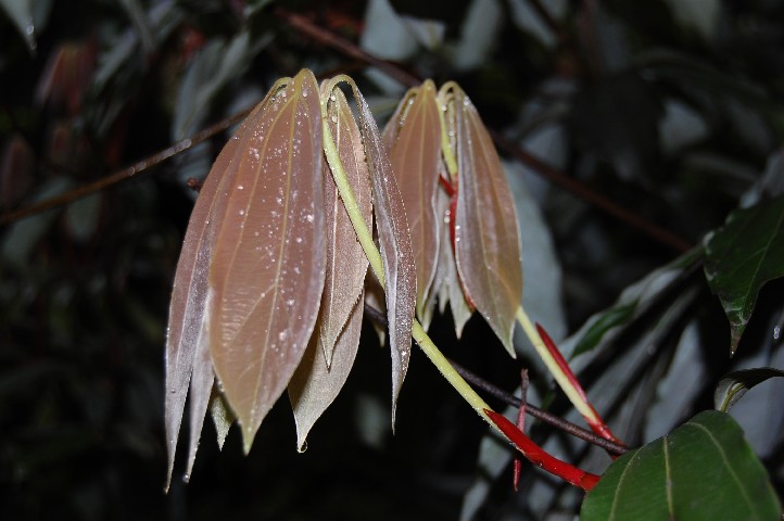 New leaves appearing