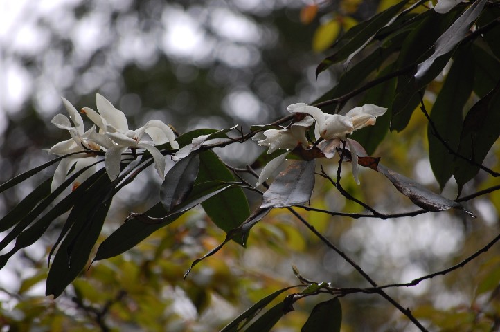 Similar to magnolia
