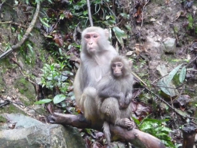 So many monkeys