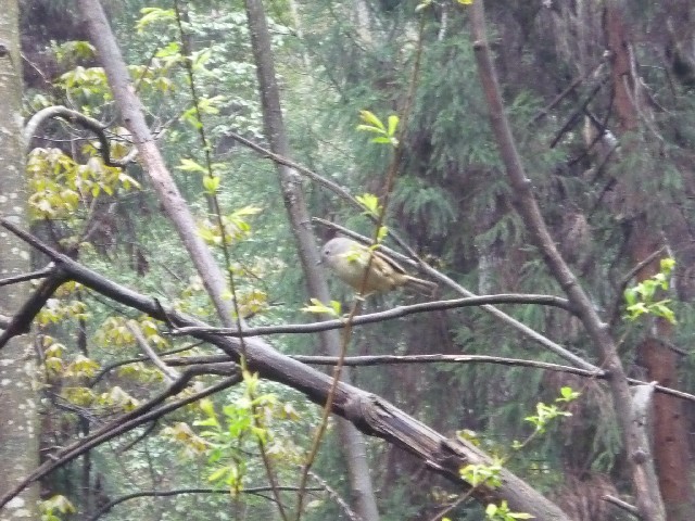 Yellow bird