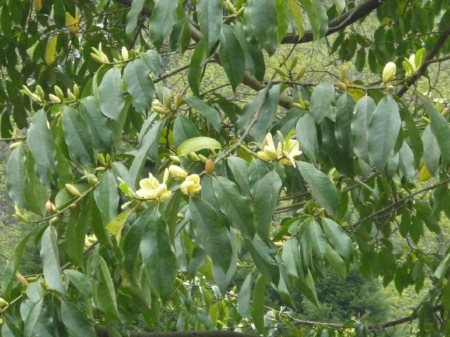 Yellow flowering tree