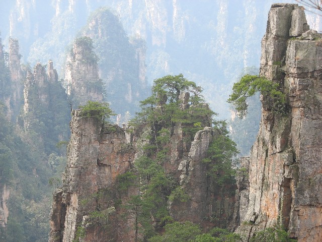 How do these trees grow