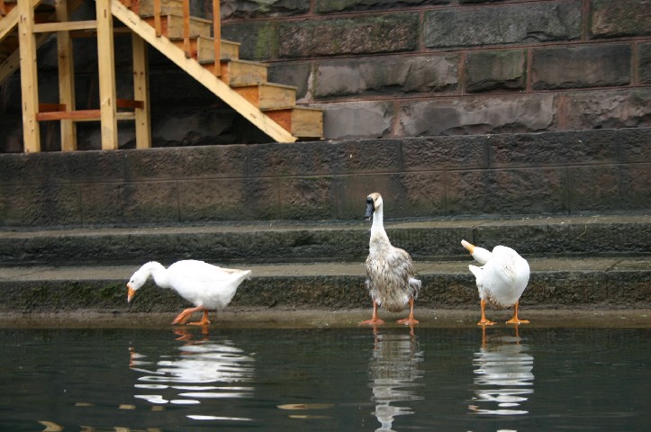Chinese geese