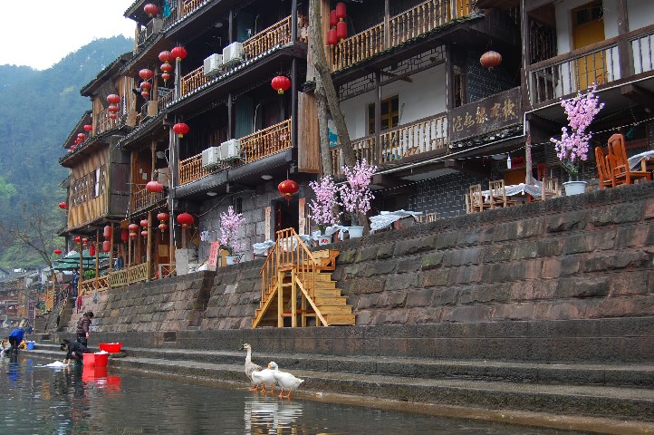 Riverside accommodation with Chinese geese