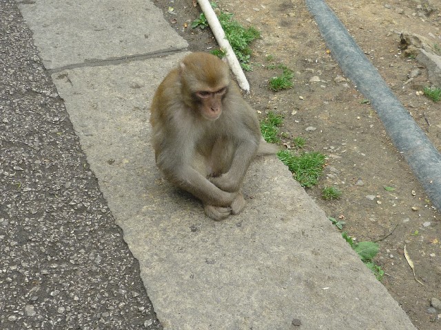 Monkeys around monastery