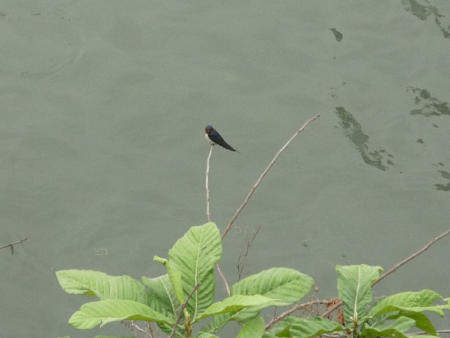 Swallow