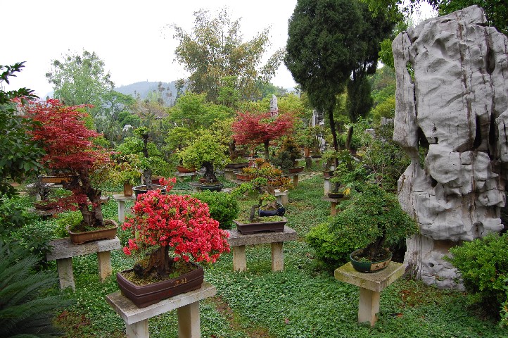 Best Bonsai gardens in Guizhui