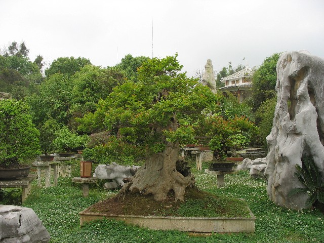 Bonsai everywhere
