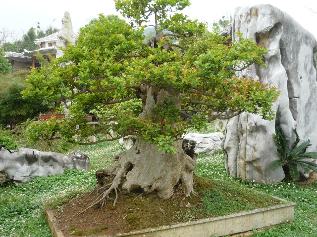 Examples of some of the Bonsai trees