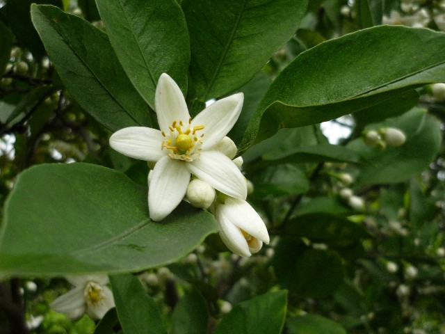 Orange blossom making the whole place smell wonderful