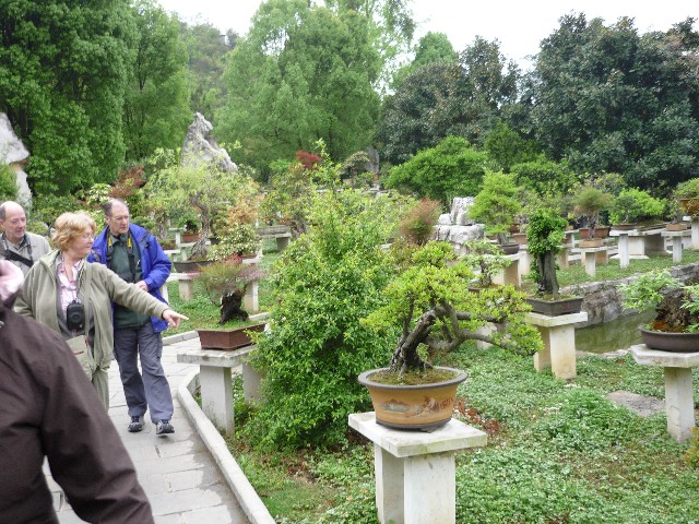 Walking back through Bonsai trees