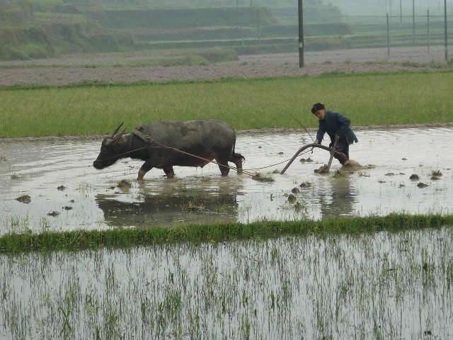 Ploughing the rice paddy