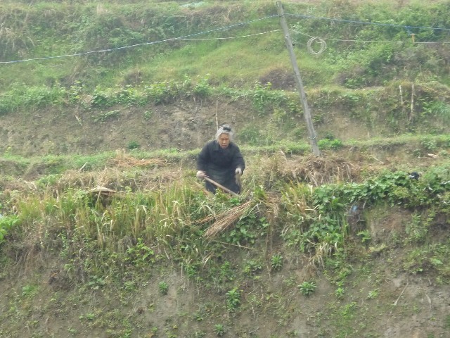 Tending the weeds