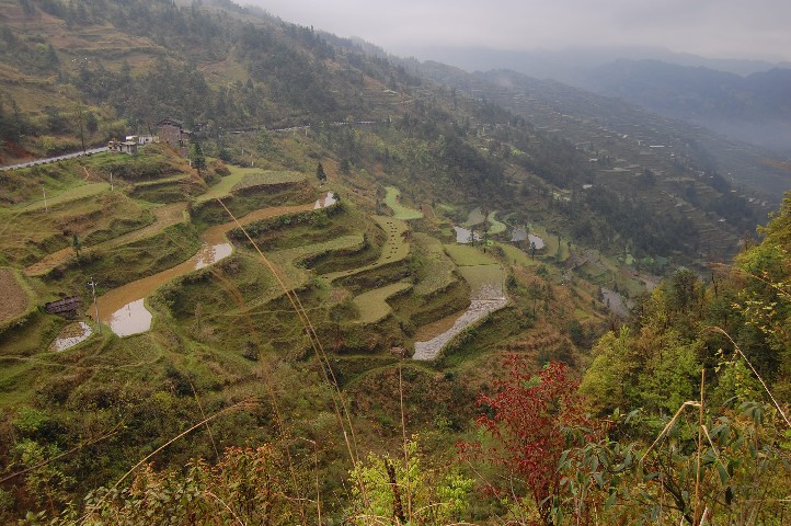 Paddy fields