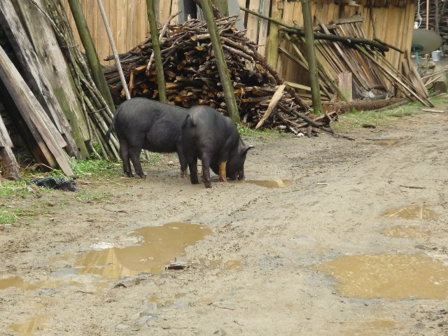 Pigs roam loose