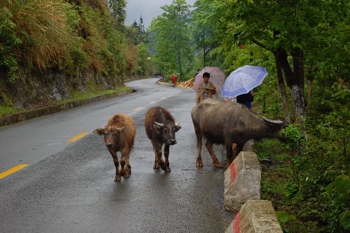 Cows going for a walk