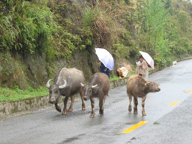 Water buffalo going for a walk