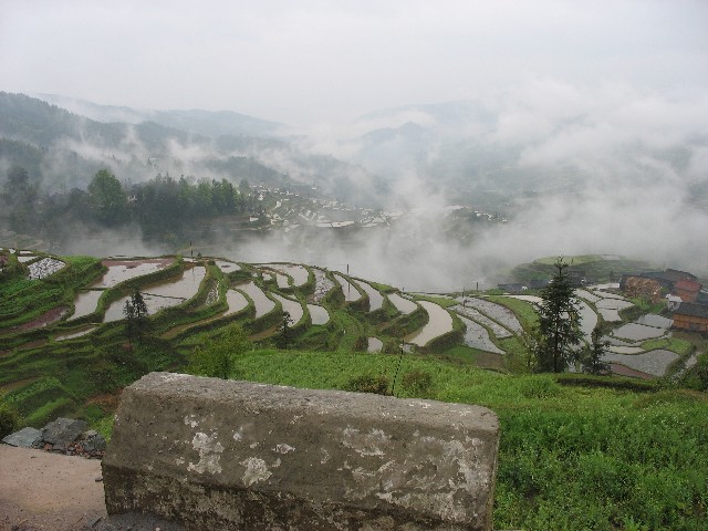 Lovely paddy fields