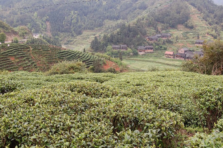 Tea up the mountains
