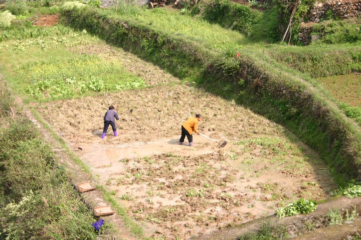 Ladies ploughing the fields