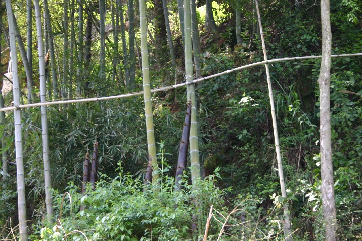 New bamboo shoots growing