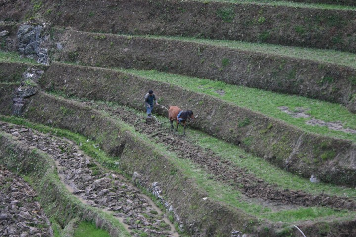 Ploughing before flooding