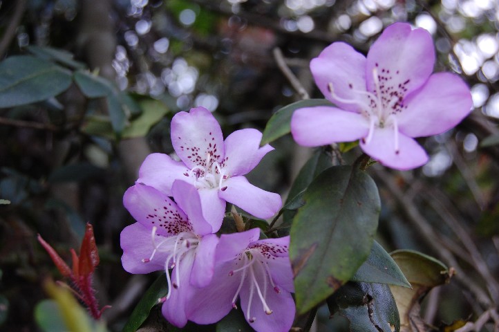 Rhodedendrons 1