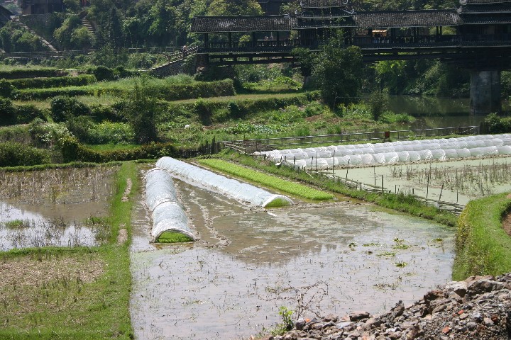 Rice starting to be uncovered now as the shoots are big enough