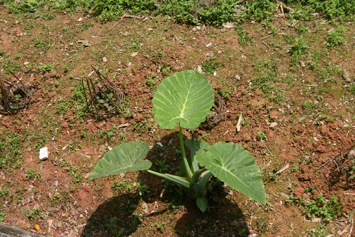 Taro plant