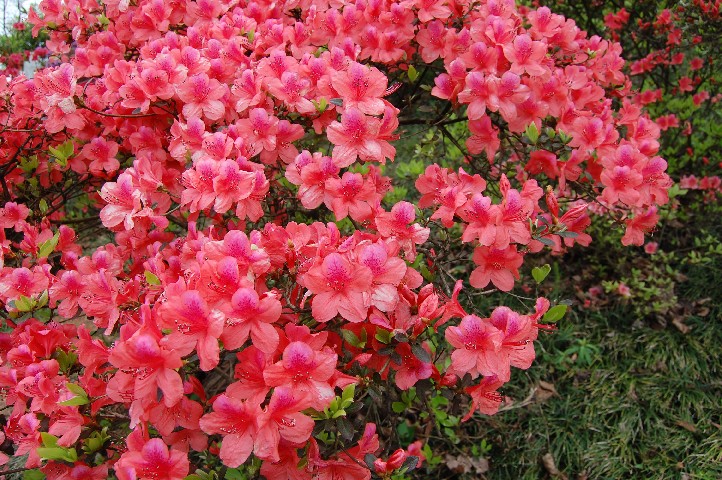 Azaleas