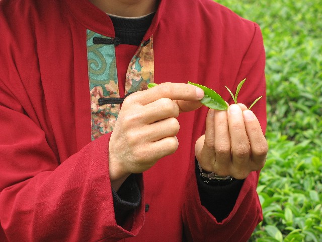 Black or fermented tea bud