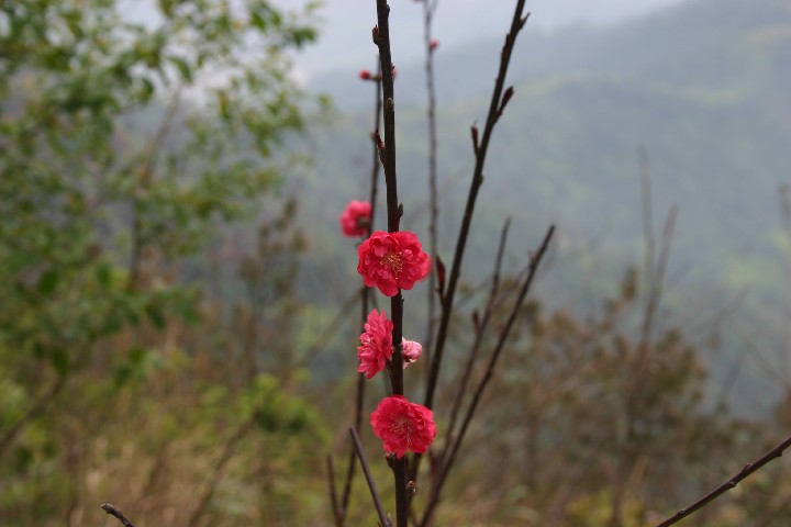 Chaenomeles japonica
