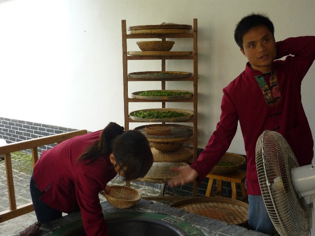 Dry tea leaves in rack for a few hours
