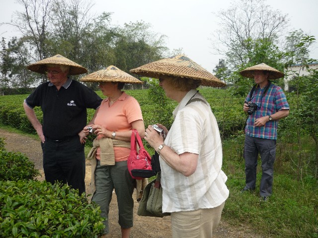 Explanation of tea production