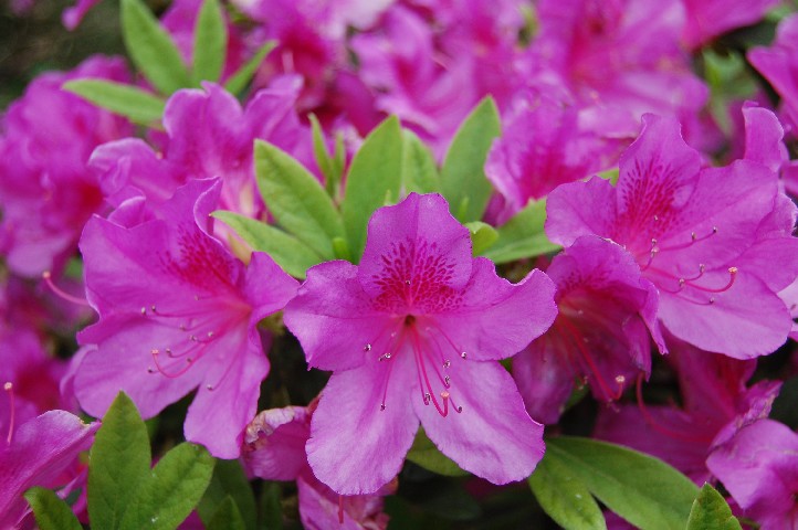 Rhodedendrons 2