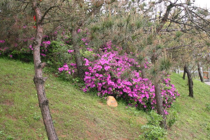 Rhodies