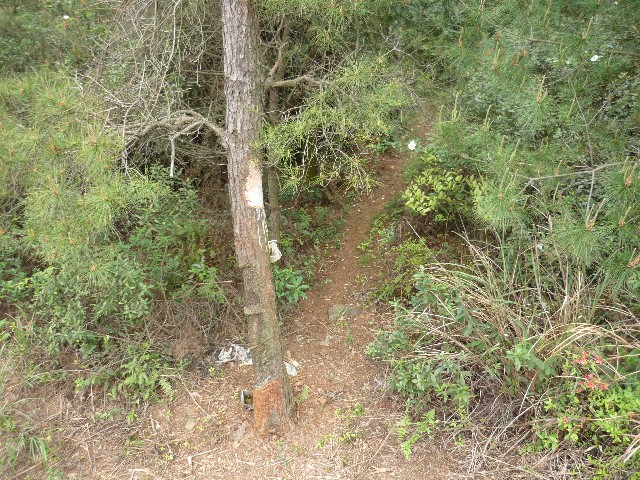 Tapping resin for candles from the pine trees