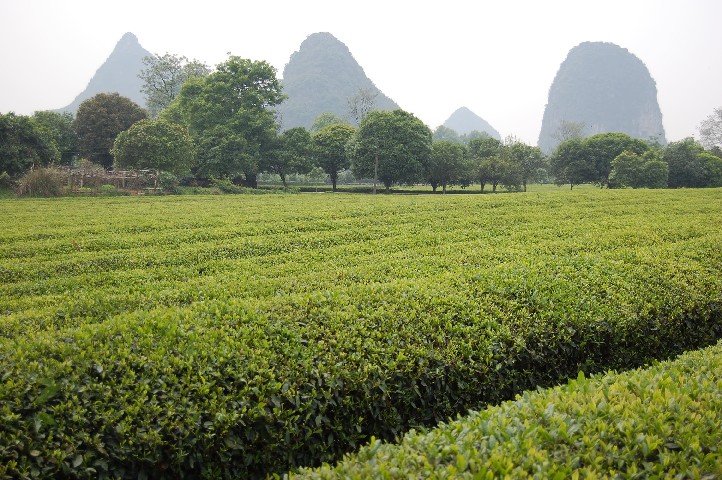 Tea research institute