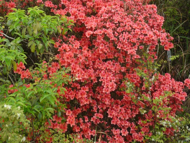 Wild azaleas