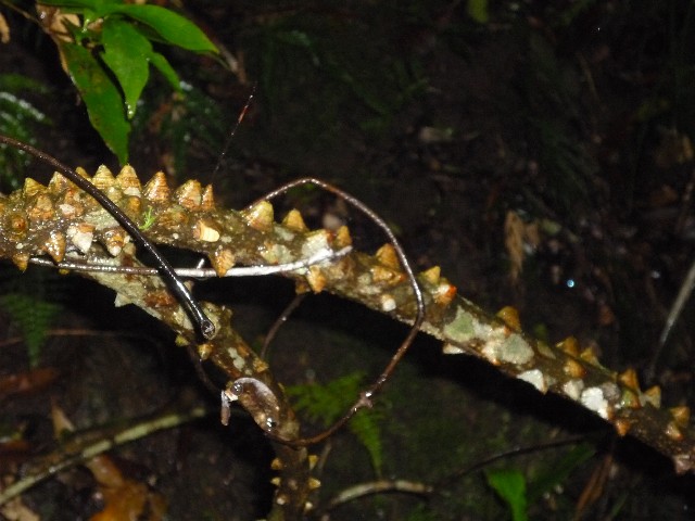 Interesting plant