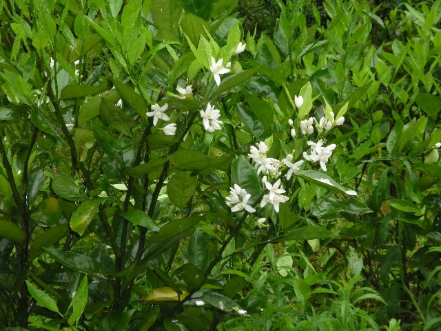 Orange blossom