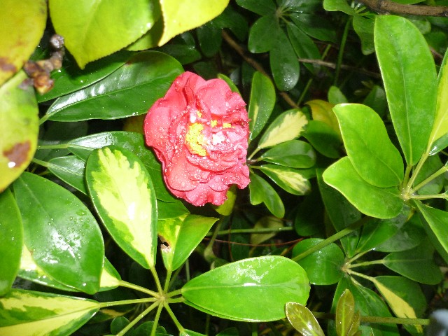 Camelia