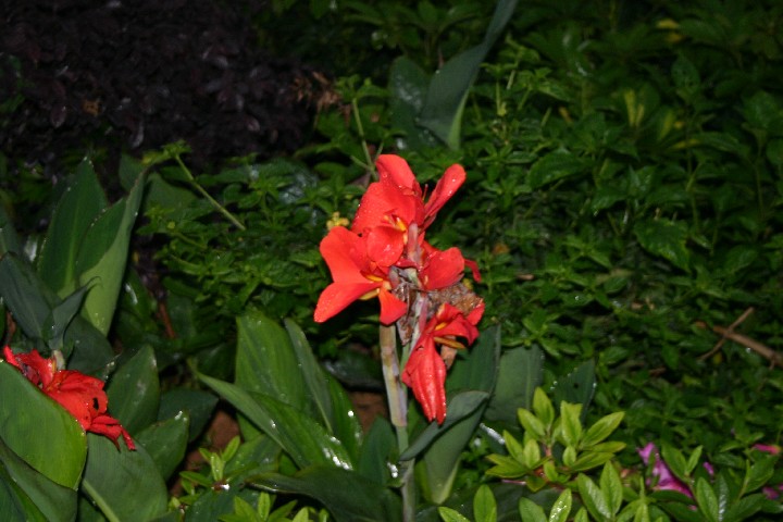 Canna lillies