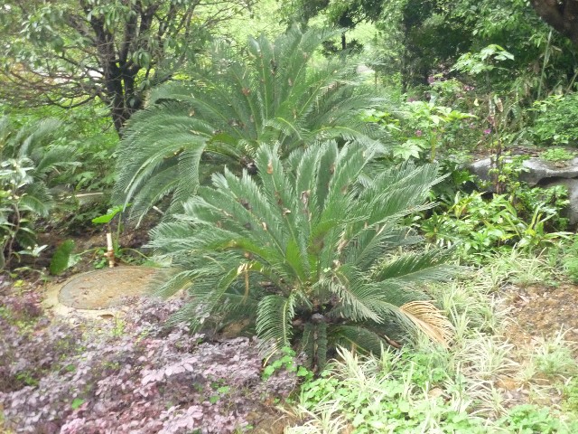 Cycads