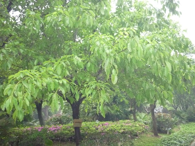 Ficus virens